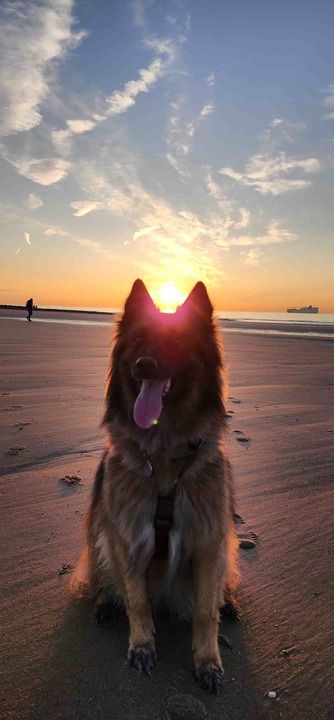Hund sitzt im Sand